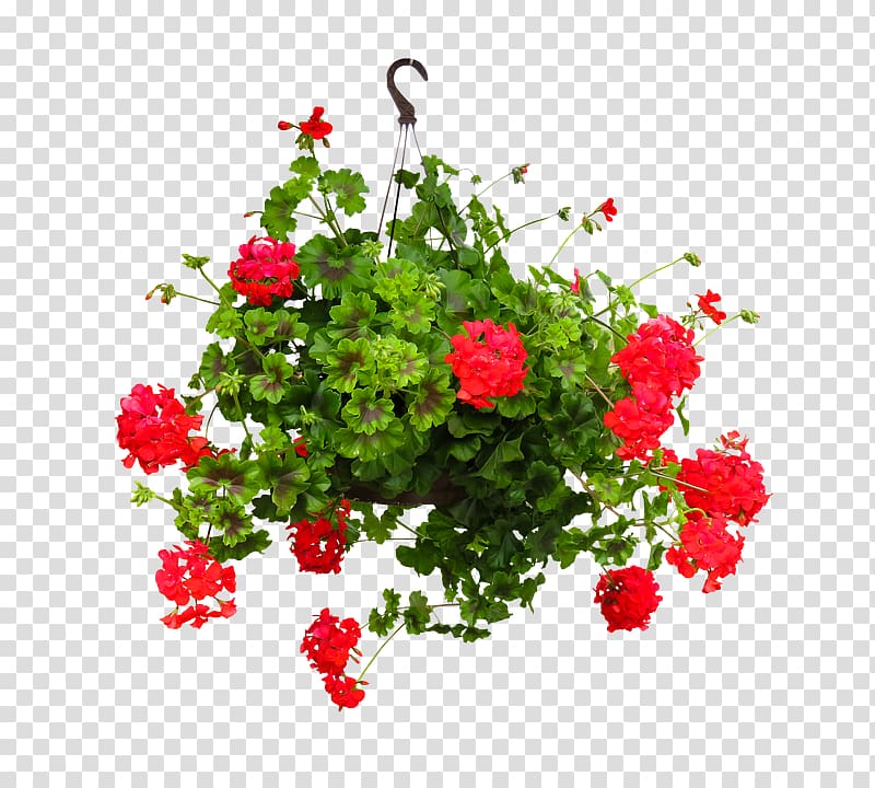 Garden roses Hanging basket Cut flowers Flowerpot, Flower hanging transparent background PNG clipart