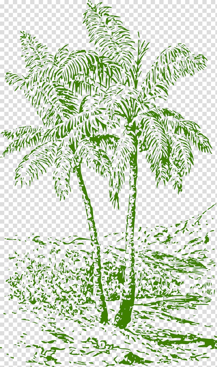 Arecaceae Drawing Coconut Tree, palm tree transparent background PNG clipart