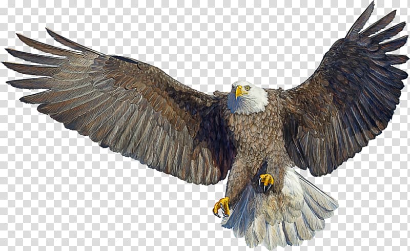 Bald Eagle Drawing Landing, Bird transparent background PNG clipart