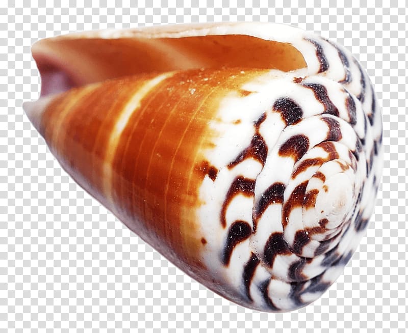 Seashell Conchology Computer Icons, seashell transparent background PNG clipart