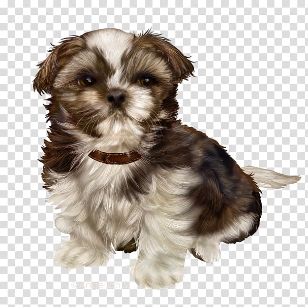 Morkie Puppy Schnoodle Little lion dog Shih Tzu, puppy transparent background PNG clipart