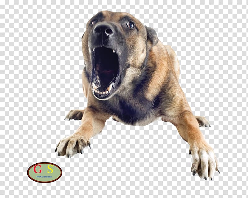 Dog bite Pet Bark, Dog transparent background PNG clipart
