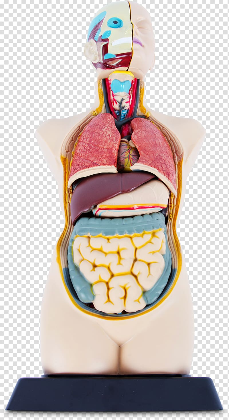 Anatomy Human body Torso Organ Homo sapiens, anatomy transparent background PNG clipart