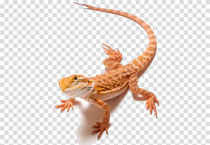 Lizard Bearded dragons , Bearded Dragon transparent background PNG clipart
