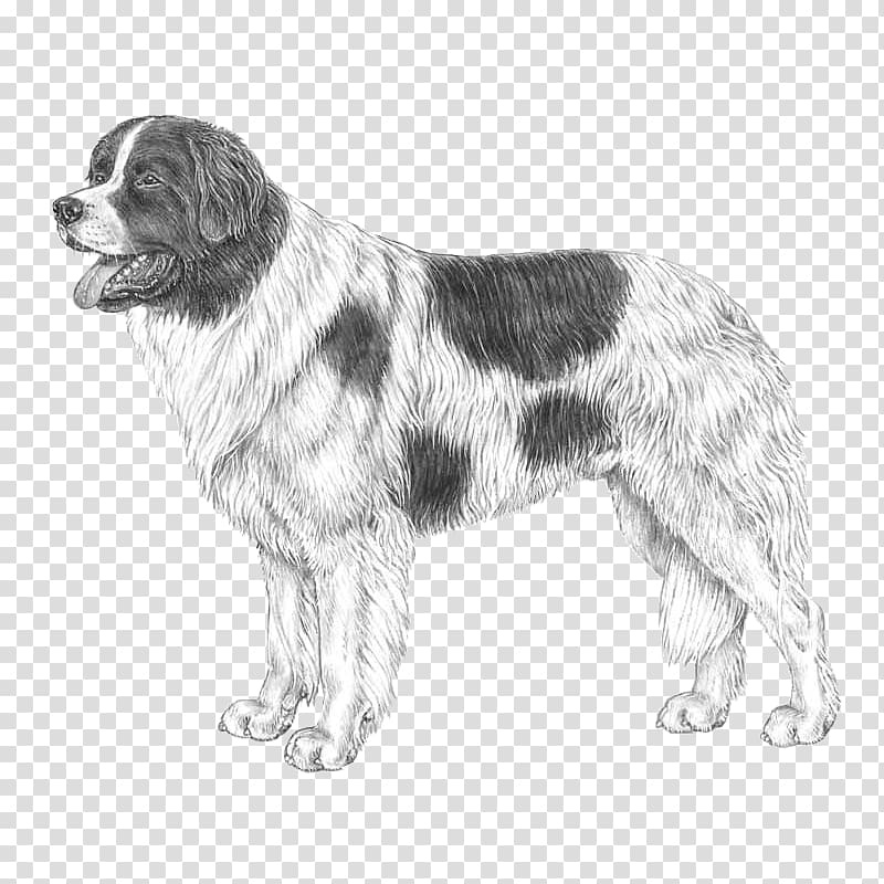 Drentse Patrijshond Newfoundland dog Moscow Watchdog Landseer dog Dog breed, Newfoundland Dog transparent background PNG clipart