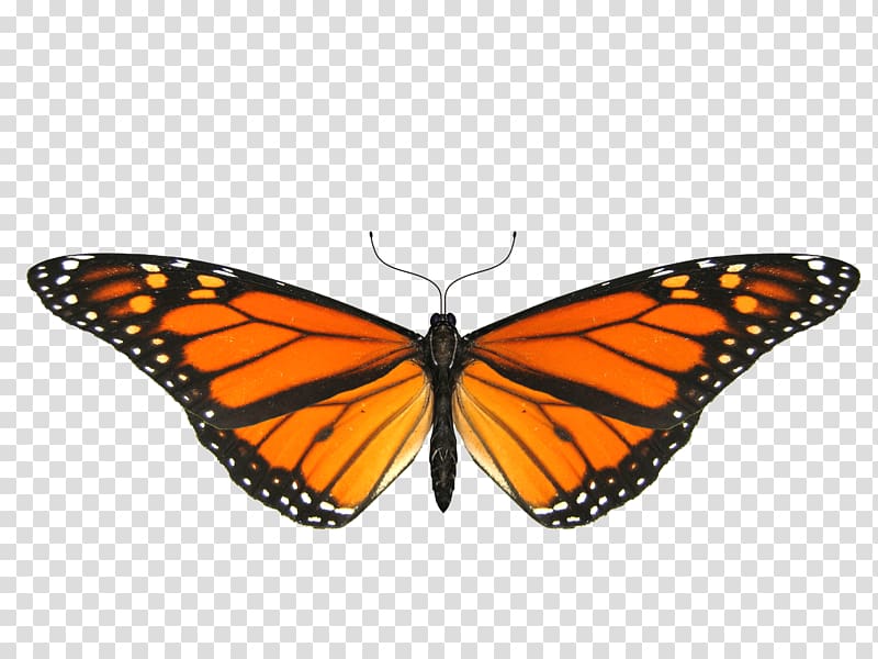 male monarch butterfly illustration, Butterfly Small Wings transparent background PNG clipart