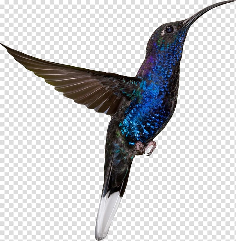 Hummingbird Sky Blue , Bird transparent background PNG clipart