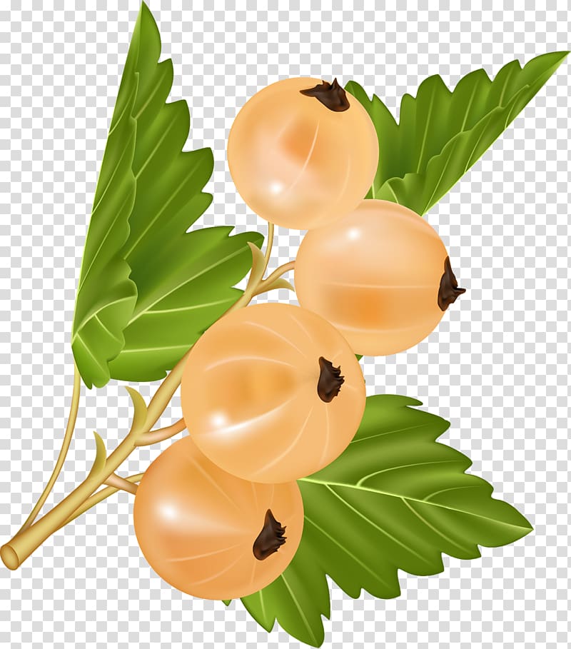 White currant Blackcurrant Redcurrant Fruit, berries transparent background PNG clipart