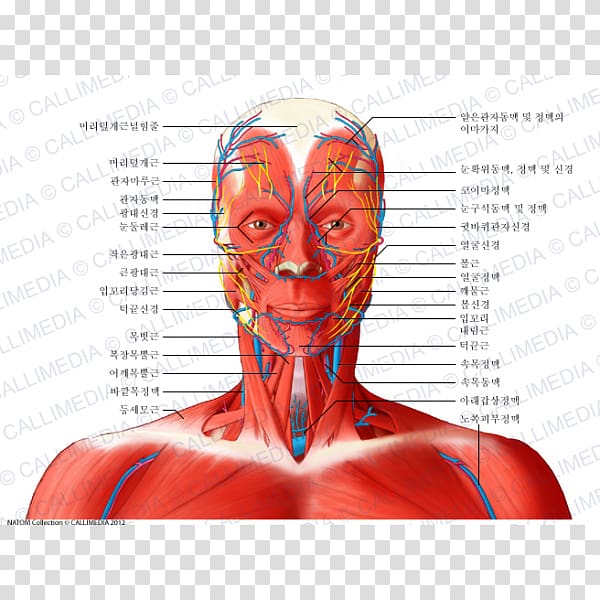 Temporoparietalis muscle Nerve Head and neck anatomy, neck bloodstain transparent background PNG clipart
