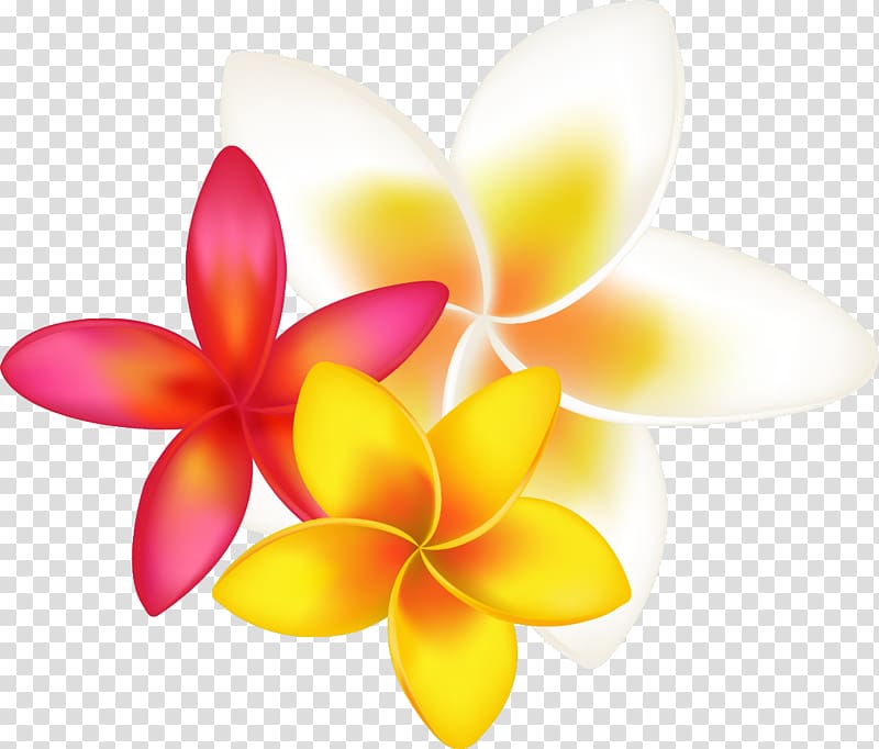 pink, yellow, and white plumeria flowers, Frangipani Drawing , tropical flower transparent background PNG clipart