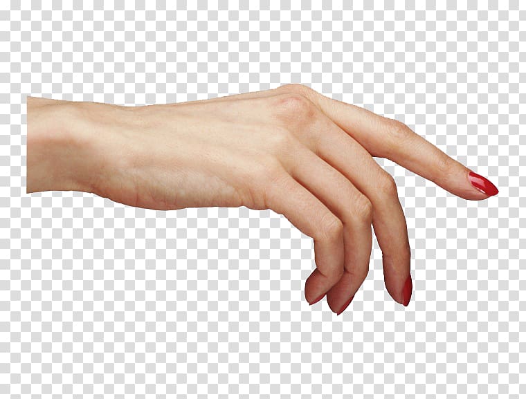 Рука 22 см. Женская рука. Женская кисть руки. Рука с кистью на прозрачном фоне. Женская ладонь.