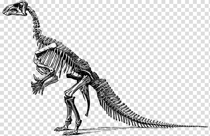 dinosaur skeleton illustration, Tyrannosaurus Triceratops Dinosaur Fossils , Dinosaur bones transparent background PNG clipart