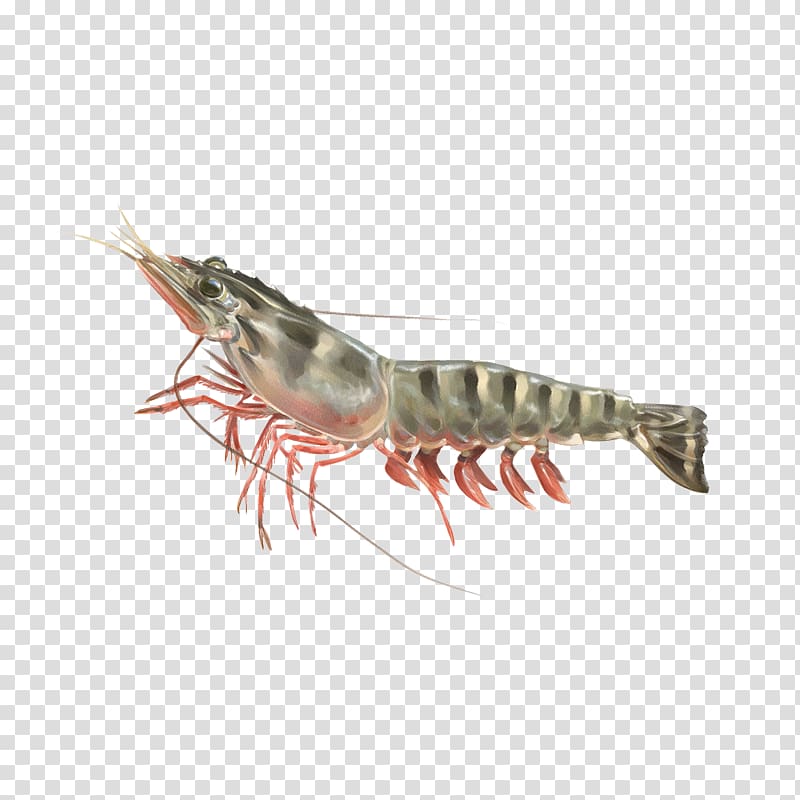 Crayfish Prawns Caridea Krill Lobster, lobster transparent background PNG clipart