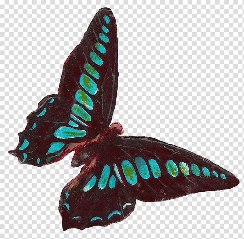 We delight in the beauty of the butterfly, but rarely admit the changes it has gone through to achieve that beauty. Moth , lovely insects transparent background PNG clipart