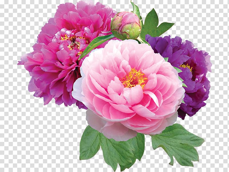 Peony Desktop , peony transparent background PNG clipart