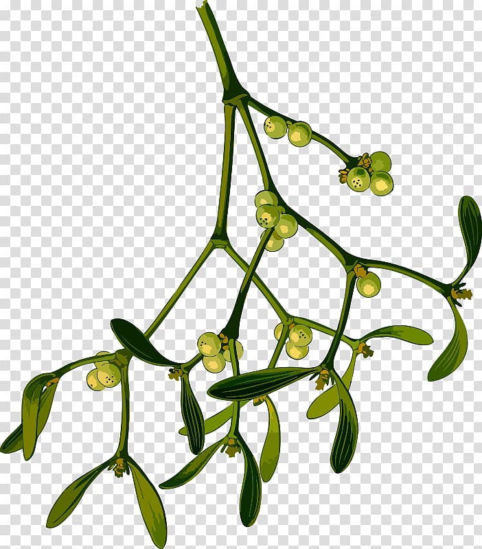 Mistletoe Drawing Phoradendron tomentosum , herbal transparent background PNG clipart