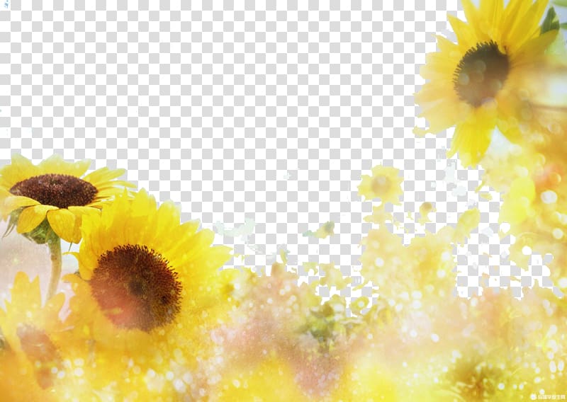 sunflowers illustration, Sunflowers in the sun transparent background PNG clipart