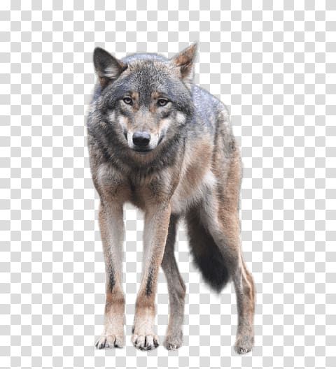 Portable Network Graphics Coyote Transparency , clifford transparent background PNG clipart