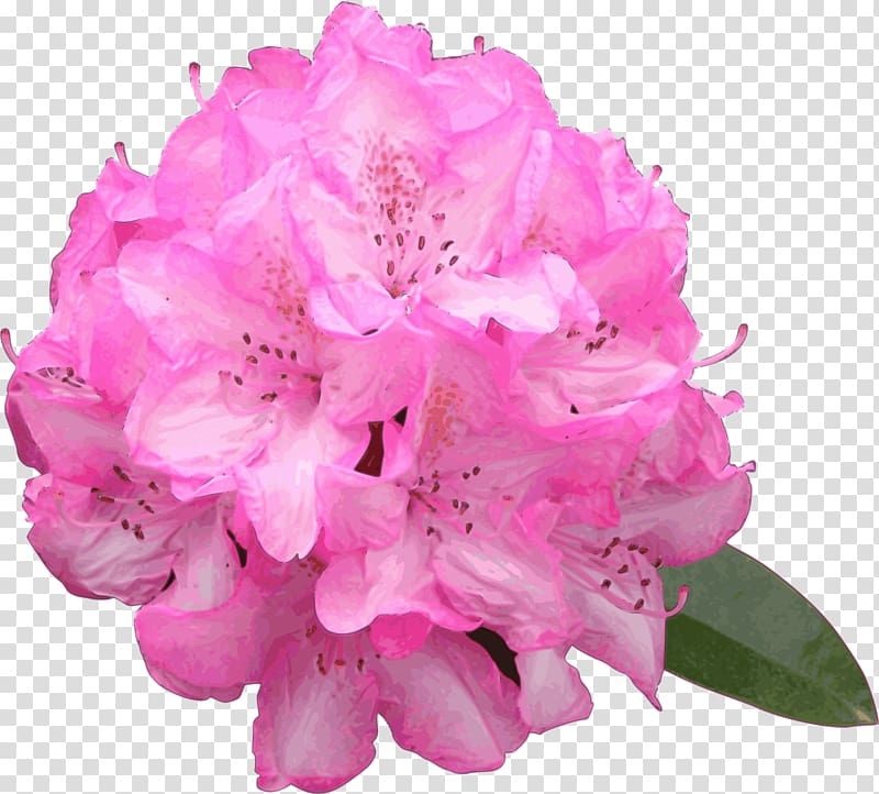 Azalea Drawing Flower Rhododendron macrophyllum , rambo transparent background PNG clipart
