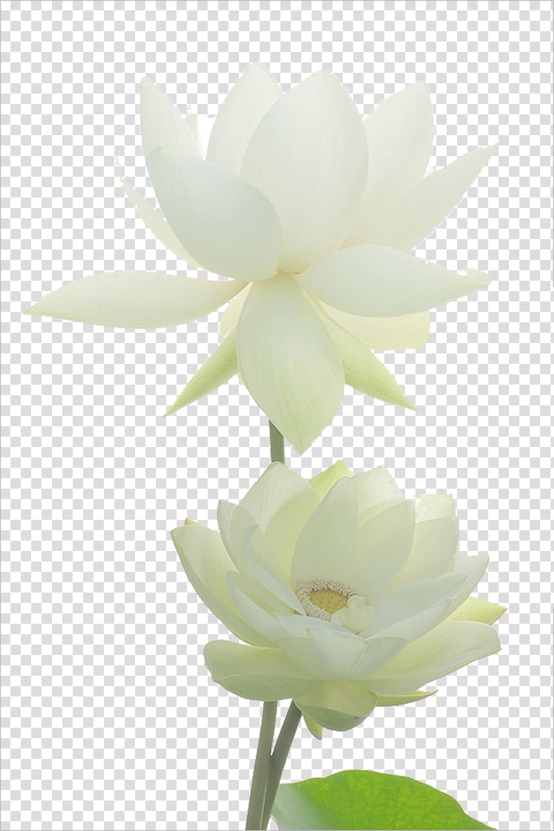 white petaled flowers, Nelumbo nucifera Lotus Pond Egyptian lotus Flower Nymphaea alba, Noble white lotus material transparent background PNG clipart