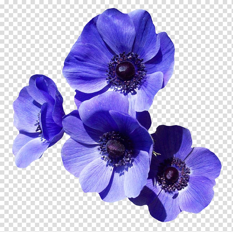 blue petaled flowers, Flower Purple , Purple Flower transparent background PNG clipart