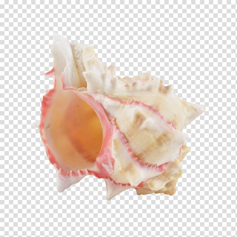 Murex Seashell Hexaplex brassica Mollusc shell, seashell transparent background PNG clipart