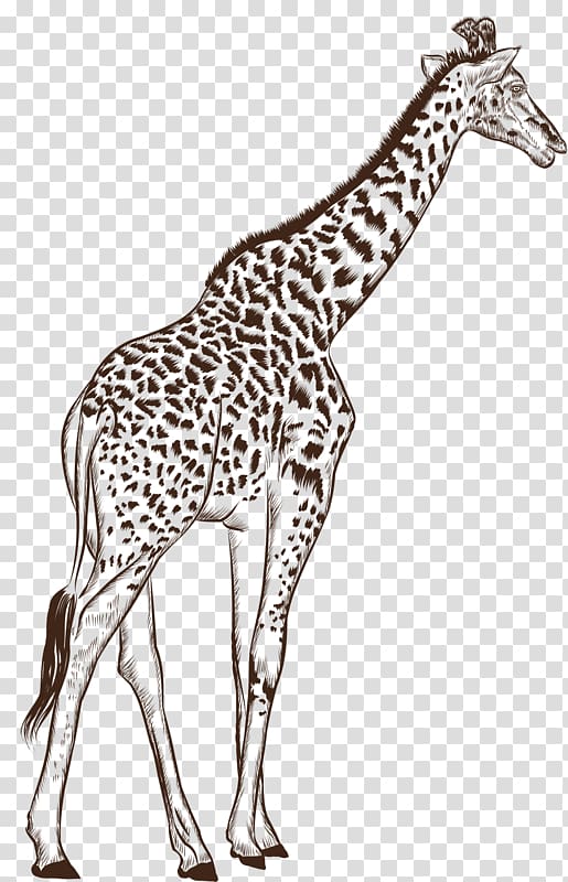 Northern giraffe Black and white Drawing Cartoon, Hand-painted cartoon giraffe transparent background PNG clipart