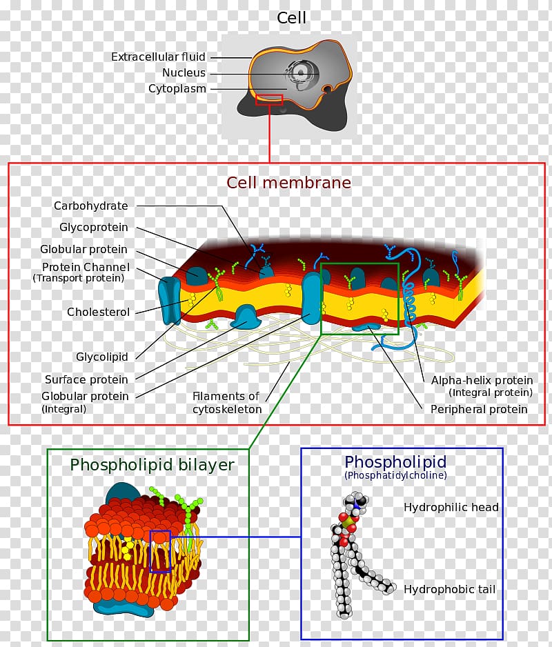 Cell membrane Biological membrane Biology Cell wall, others transparent background PNG clipart