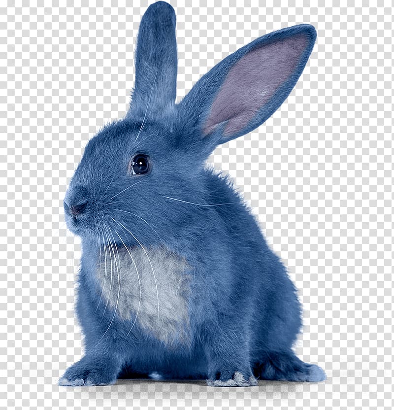 Krosh Rabbit Sovunya Pin Animation, bunny rabbit transparent background PNG clipart