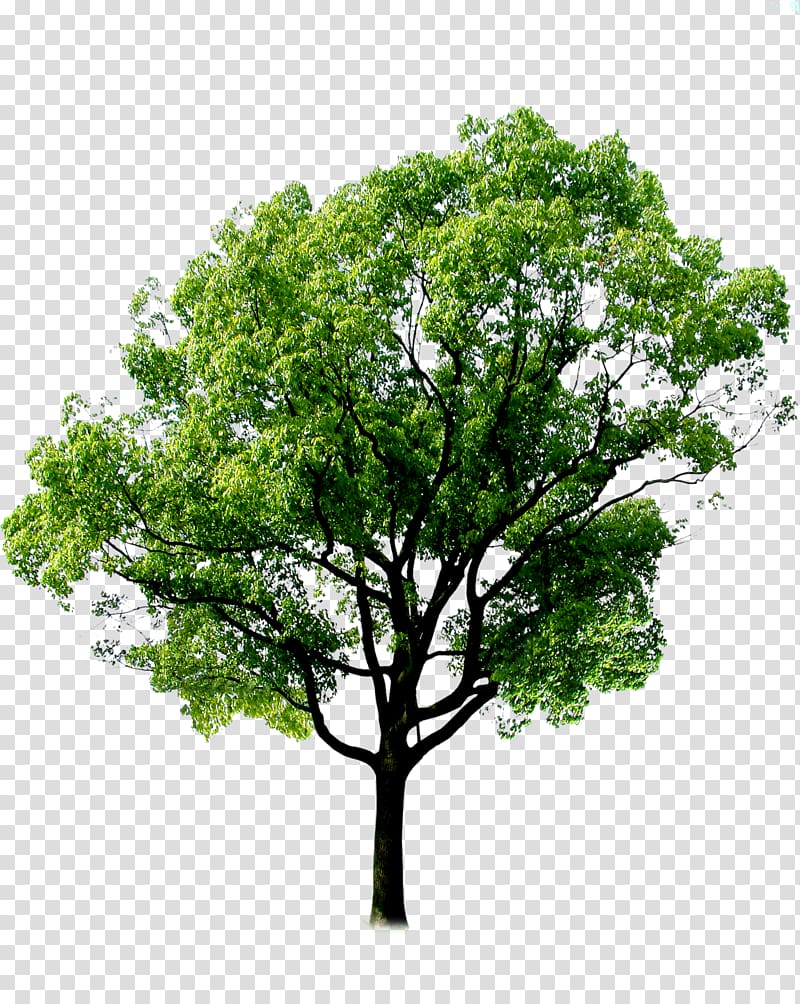 green leafed tree illustration, Tree Forest Plant, plant,tree,forest transparent background PNG clipart