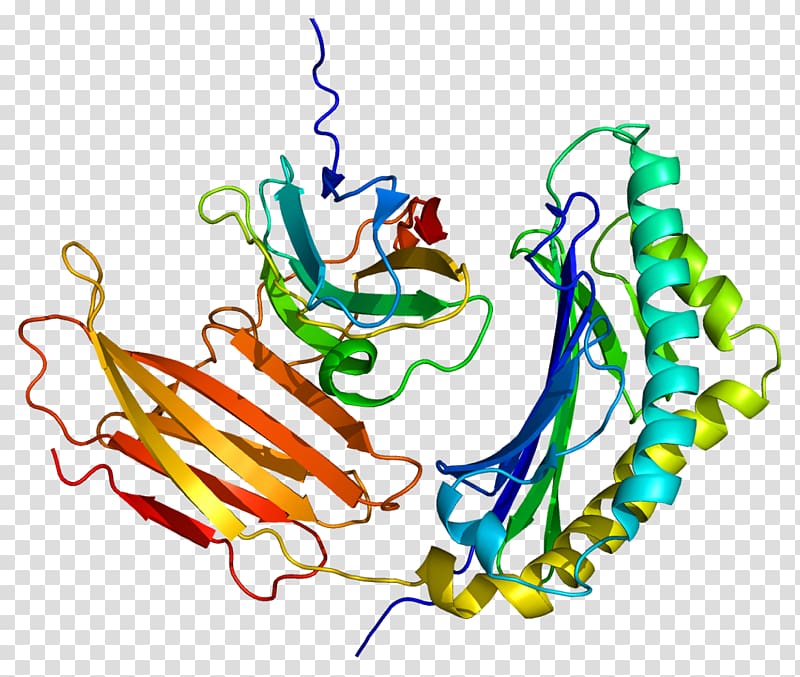 Prolactin-induced protein Alpha-lactalbumin Casein, induced transparent background PNG clipart