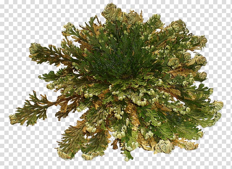 Selaginella lepidophylla Rose of Jericho Plant Chihuahuan Desert Fallopia multiflora, plant transparent background PNG clipart