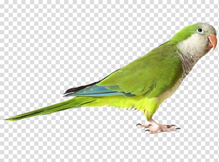 Parrot Budgerigar Lovebird Green rosella, parrot transparent background PNG clipart