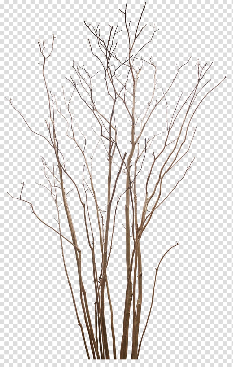 white bare tree, Tree Plant Encapsulated PostScript , dead tree transparent background PNG clipart