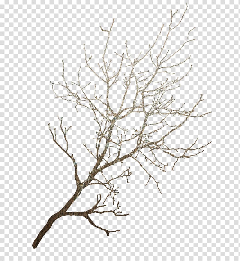 Wedding invitation Branch Tree Silhouette, Brown tree transparent background PNG clipart