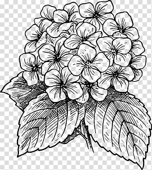 French hydrangea Drawing Hydrangea serrata , color sangge flower transparent background PNG clipart