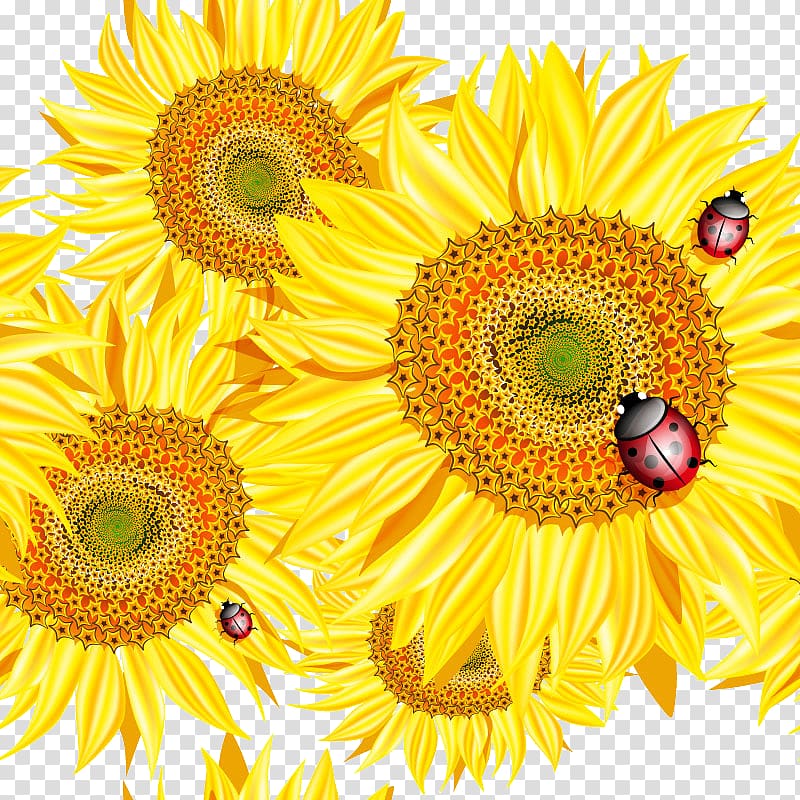 Common sunflower Bee Euclidean , Beautiful sunflower with ladybug design material transparent background PNG clipart