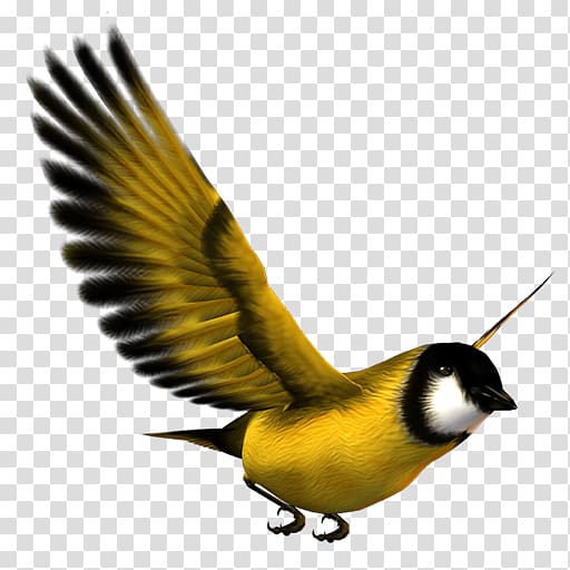 Bird flight Bird flight Eurasian Magpie Yellow, Yellow bird transparent background PNG clipart