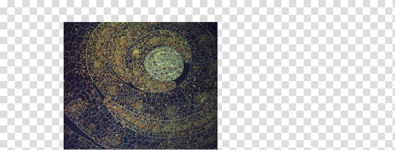 Circle, Gustav Klimt transparent background PNG clipart