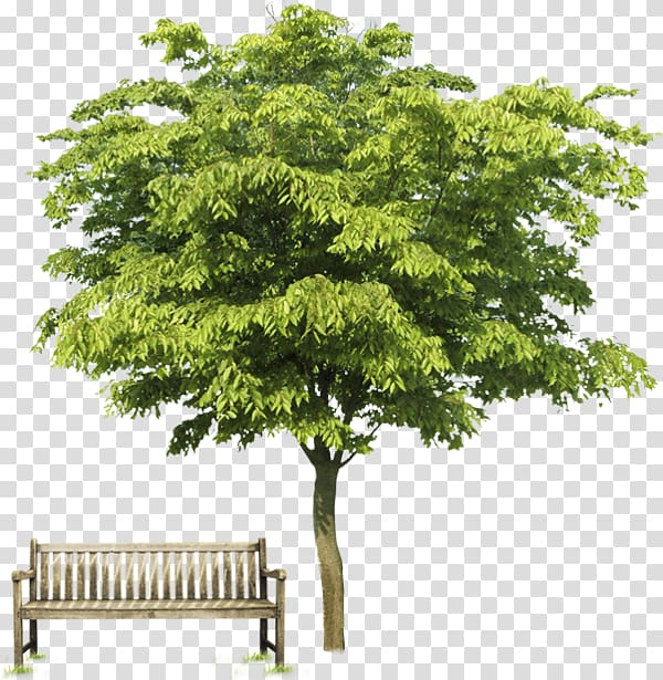 Tree Oak, tree transparent background PNG clipart