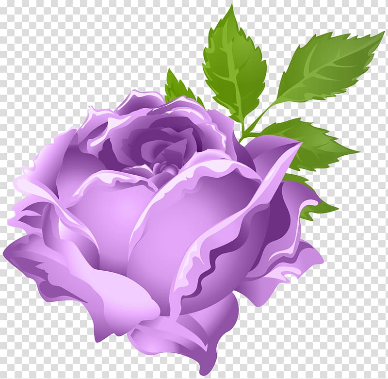 purple flower , Garden roses Purple Centifolia roses , Purple Rose transparent background PNG clipart