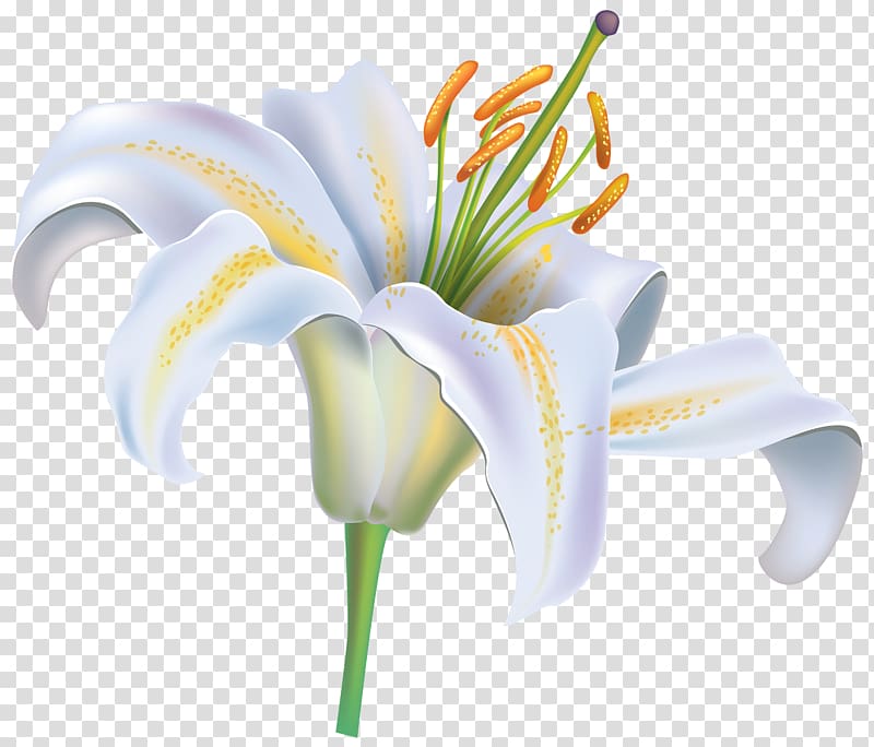 Easter lily Tiger lily Lilium candidum Flower, white flower transparent background PNG clipart