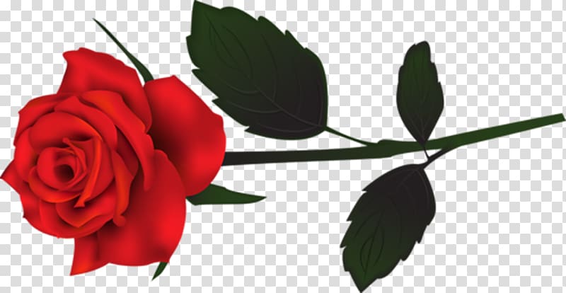 Garden roses Desktop , Phantom of the opera transparent background PNG clipart