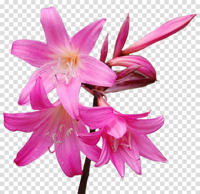 Flower Amaryllis belladonna Hippeastrum Lilium, flower transparent background PNG clipart