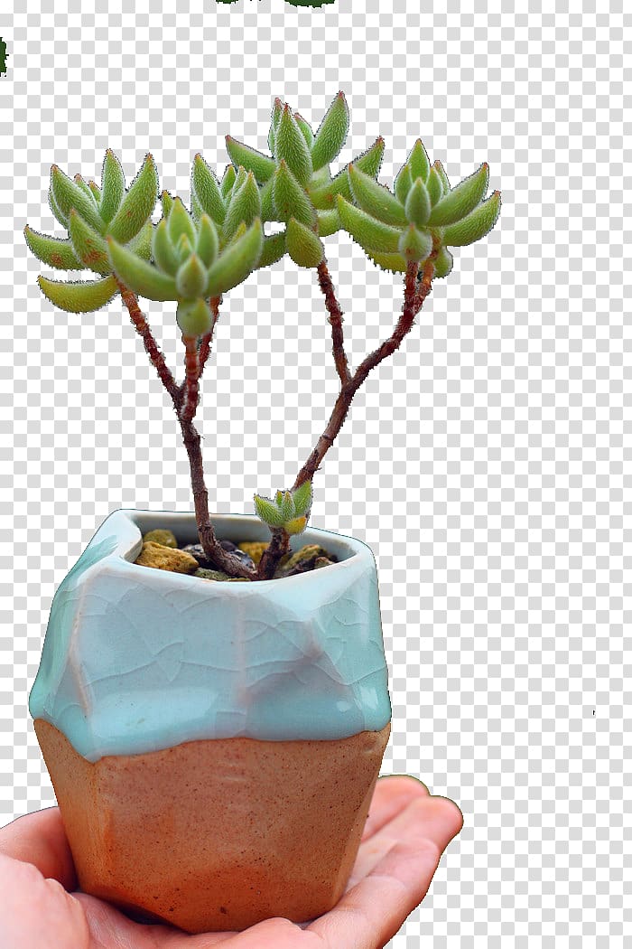 Houseplant Flowerpot Rhombus, Multi-diamond flesh pots transparent background PNG clipart