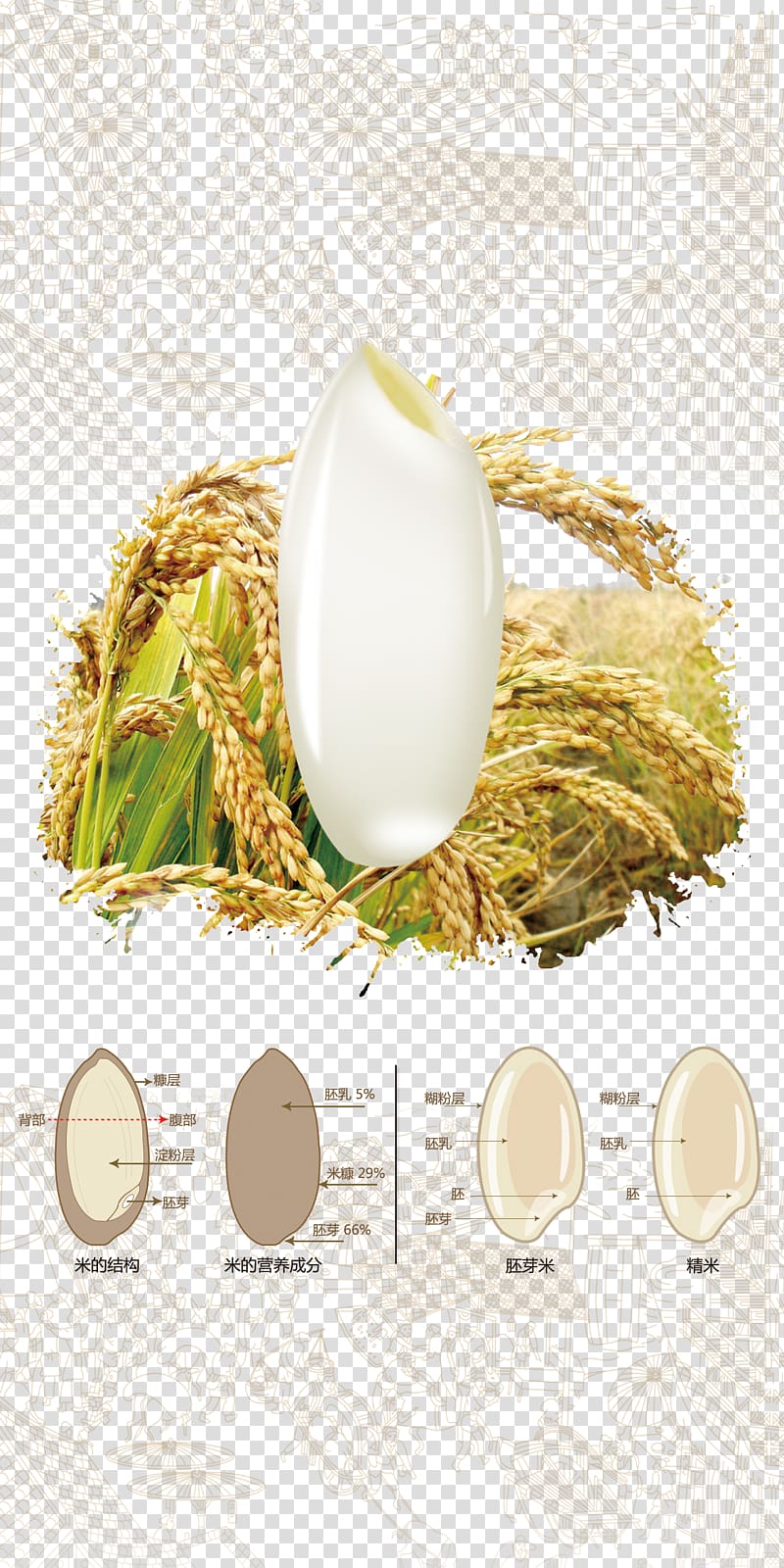 Oryza sativa Rice Cereal Paddy Field, Rice particles transparent background PNG clipart