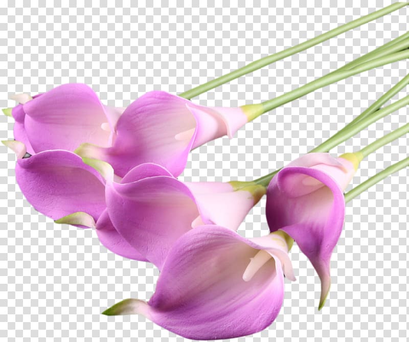 Flower Callalily Purple Arum-lily, purple transparent background PNG clipart