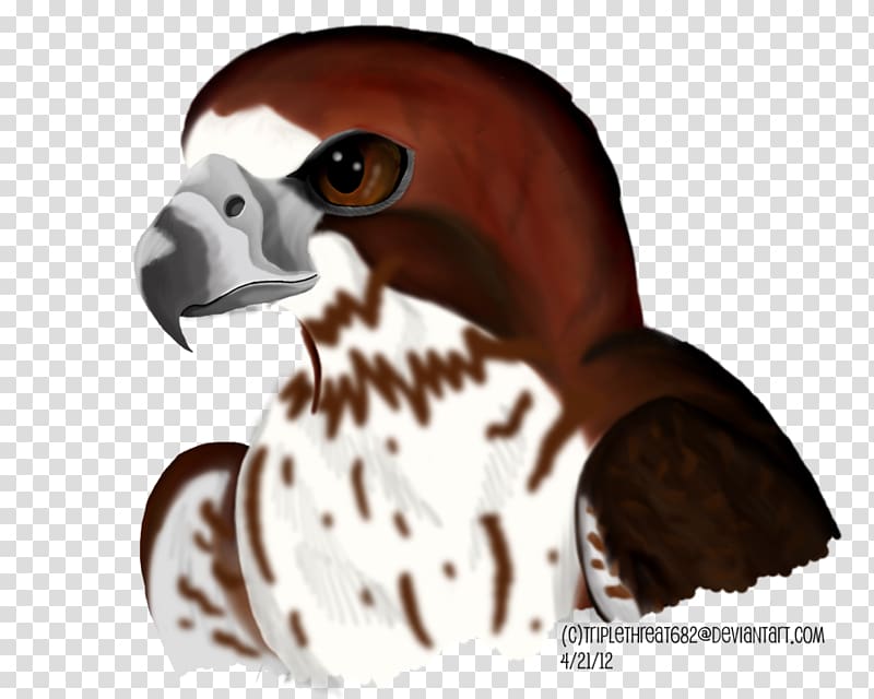 Beak Bird of prey Snout, Redtailed Hawk transparent background PNG clipart
