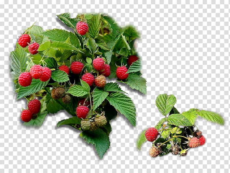 Strawberry Loganberry Raspberry Red Mulberry Tayberry, strawberry transparent background PNG clipart