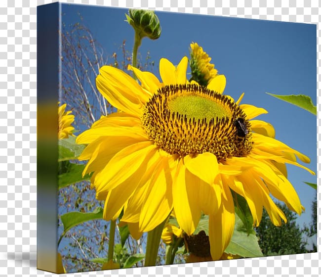 Gallery wrap Troutman Honey bee Canvas, bee transparent background PNG clipart